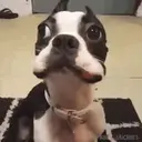 Stika