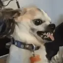 Stika