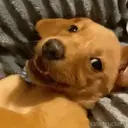 Stika