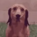 Stika