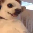 Stika