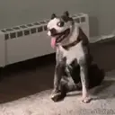 Stika