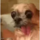 Stika