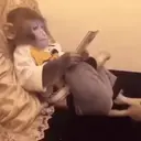 สติกเกอร์