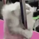 Pelekat