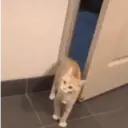 Pelekat