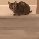 Pelekat