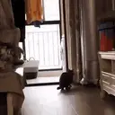Pelekat