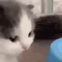 Pelekat