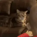 Pelekat