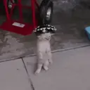 Pelekat