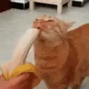 Pelekat