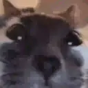 Pelekat