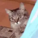 Pelekat