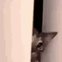 Pelekat