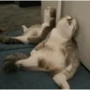 贴纸