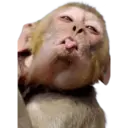 Samolepka