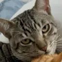 Figurinha