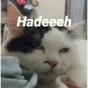 ملصق
