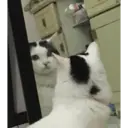 ملصق