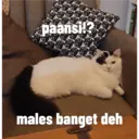 ملصق