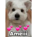 ملصق