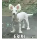स्टिकर