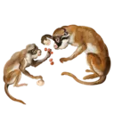 Stiker