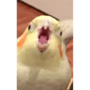 Límmiði