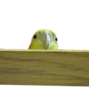 Límmiði