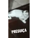 ملصق