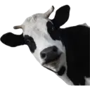 Stika