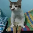 اسٹیکر