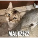 Naljepnica