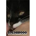 Autocolant