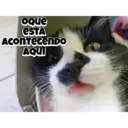 Autocolant