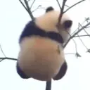 Stika