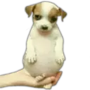 Figurinha