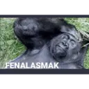 Stiker
