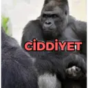 Samolepka