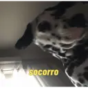 贴纸