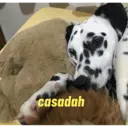 贴纸