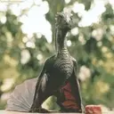 ملصق