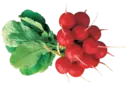 স্টিকার