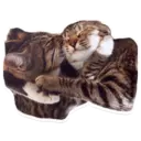 Stiker