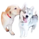 Stiker