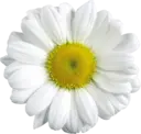 Կպչուն պիտակ