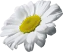 Կպչուն պիտակ