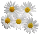 Կպչուն պիտակ
