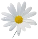 Կպչուն պիտակ